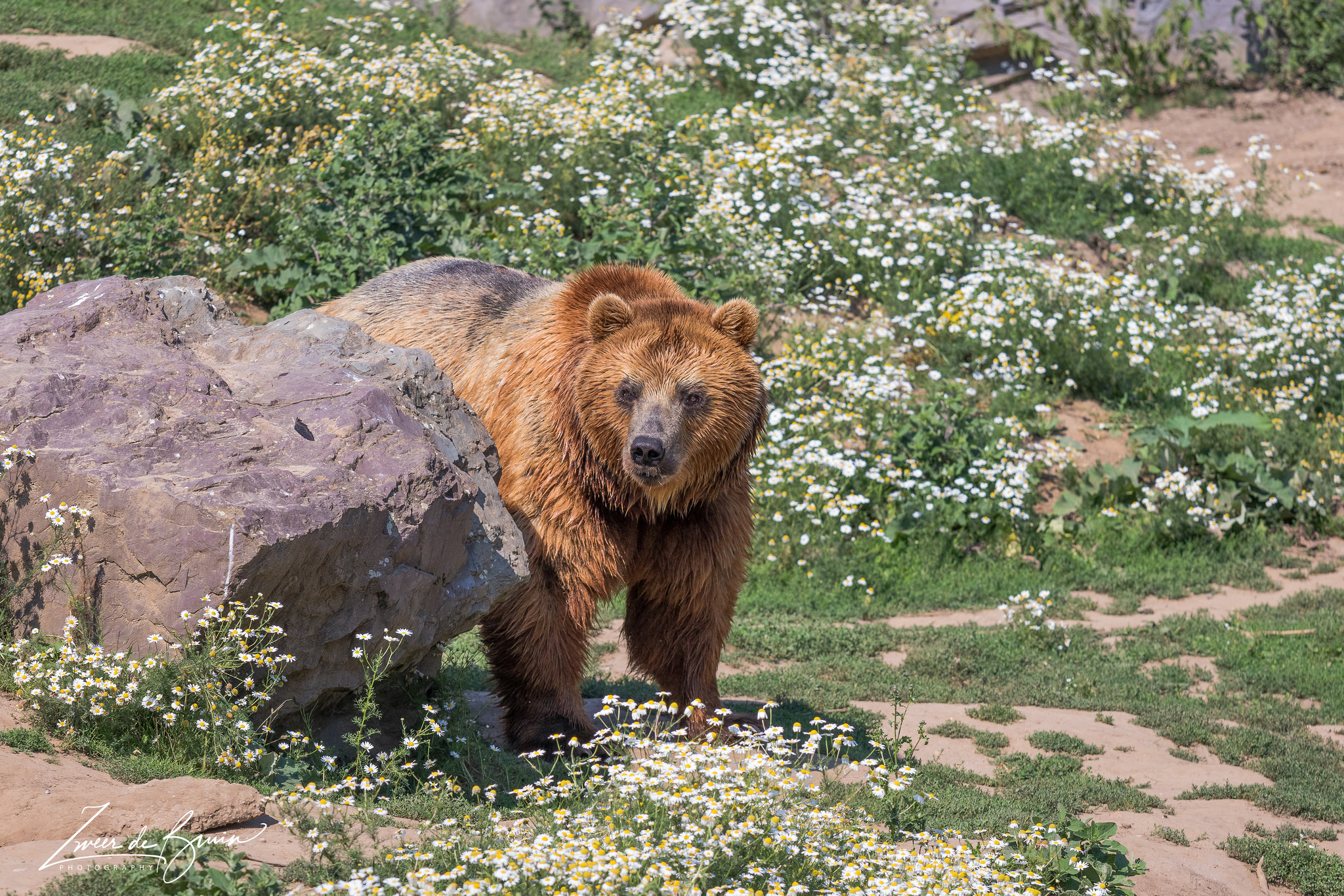 Камчатский бурый медведь в зоопарке Гельзенкирхена